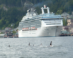 A pod of orcas cruising through town.